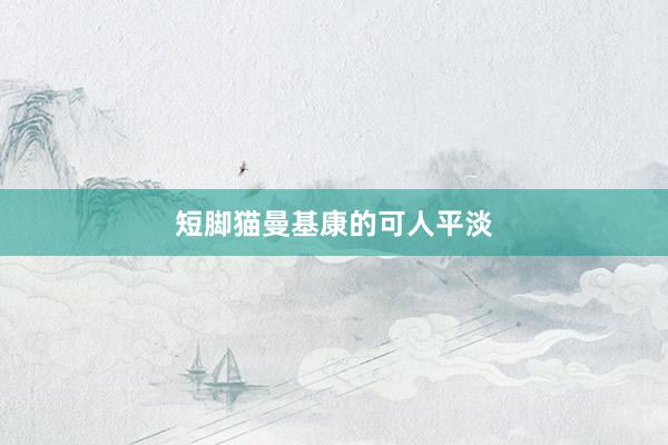 短脚猫曼基康的可人平淡